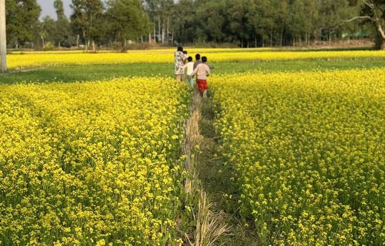 সরিষাখেতের আইল দিয়ে হেঁটে যাচ্ছে শিশুরা।