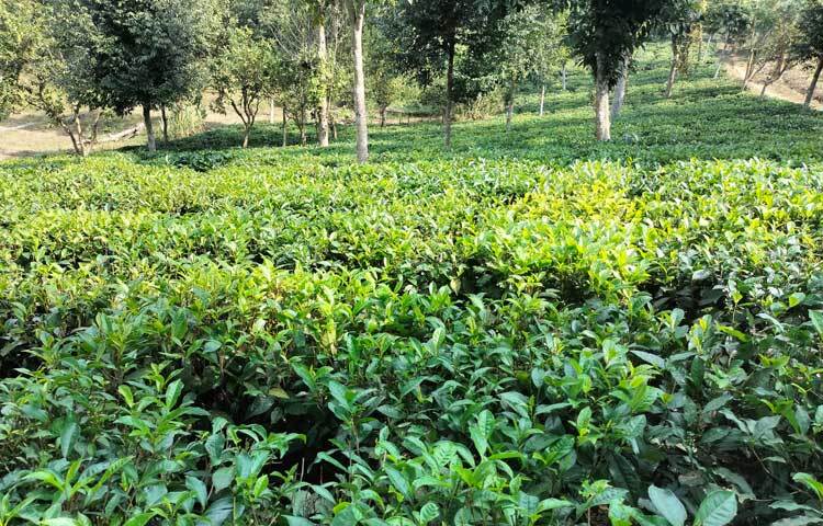 দুর্গম পাহাড়ের বুকে একখণ্ড চা বাগান পাহাড়ি জনগোষ্ঠীর জীবনযাত্রায় নতুন প্রাপ্তি যোগ করেছে।