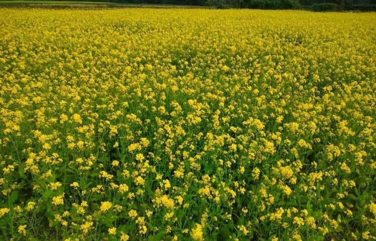 সদর উপজেলায় লক্ষ্যমাত্রা ছিল ১ হাজার ৯৫০ হেক্টর। আবাদ হয়েছে ২ হাজার ৭০ হেক্টর। ফুলগাজীতে লক্ষ্যমাত্রা ছিল ৬৮০ হেক্টর। আবাদ হয়েছে ৬৮২ হেক্টর।  পরশুরামে লক্ষ্যমাত্রা ছিল ২৪২ হেক্টর। আবাদ হয়েছে ২০৫ হেক্টর। দাগনভূঞায় লক্ষ্যমাত্রা ছিল ২৪০ হেক্টর। আবাদ হয়েছে ২০০ হেক্টর।