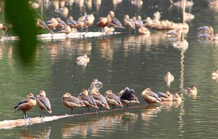 জানা যায়, পাতি সরালি স্বভাবে নিশাচর। রাতে খাবারের সন্ধানে চরে বেড়ায়। এ ছাড়া দিনে জলমগ্ন ধানক্ষেত ও বড় জলাশয়ের আশেপাশে দলবদ্ধভাবে বিচরণ করে। এরা গাছের ডালে চড়ে বসতে পারে। আবার কখনো কখনো গাছের গর্তে বাসা করে।