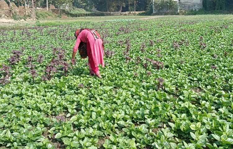 পুঁইশাক চাষি সুফিয়া বেগম জানান, তাদের ৪ সদস্যের সংসার। পরিবার পুরোপুরি কৃষিনির্ভর। স্বামী ট্রাকটর দিয়ে নিজের জমি চাষ করার পর ভাড়ায় অন্যের জমি চাষ করে আয় করেন।