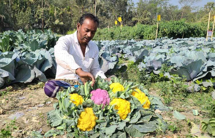 অনেকে ক্ষেত থেকে রঙিন ফুলকপি কিনে নিয়ে যাচ্ছেন।