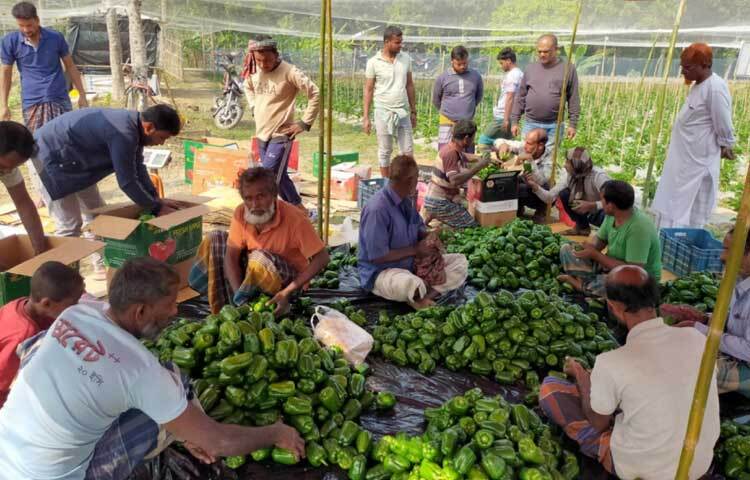 কেউবা আবার আধুনিক যন্ত্রে পরিমাপ করে প্যাকেট করছেন বাজারে নেওয়ার জন্য।