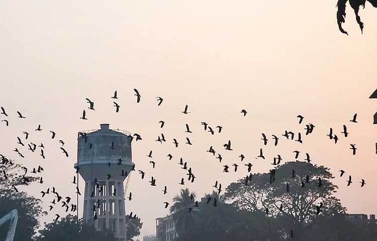 অন্য বছরের তুলনায় নরসুন্দার মুক্তমঞ্চে বেড়েছে পরিযায়ী পাখির সংখ্যা।