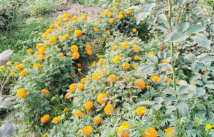 দীর্ঘ ৩৭ বছর ধরে ফুল চাষ করে সফল তিনি। গড়ে তুলেছেন দুটি ফুল বিক্রির দোকান।