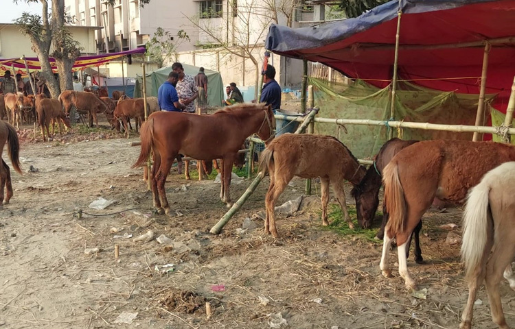 এই মেলাকে উত্তরাঞ্চলের একমাত্র ঘোড়া বেচাকেনার হাট হিসেবে ধরা হয়। সারা দেশ থেকে ক্রেতা-বিক্রেতারা আসেন এখানে। যদিও মেলা মাসব্যাপী চলে, তবে প্রথম ১০ দিন মূলত পশুর হাট বসে।