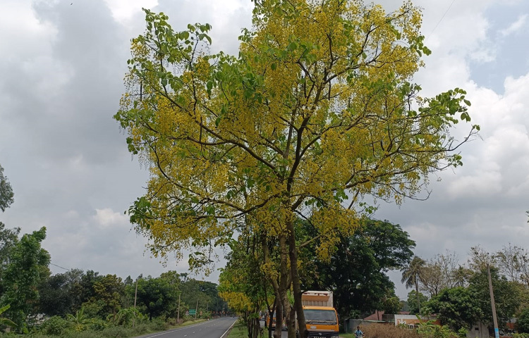 ঢাকা-চট্টগ্রাম মহাসড়ক তাই আর শুধু একটা পথ নয়; এটা যেন এক চলমান বাগান, যেখানে প্রতিদিন প্রকৃতি নিজেই অভ্যর্থনা জানায় হাজারো মানুষকে, ফুলের ভাষায়, রঙের ছন্দে।
