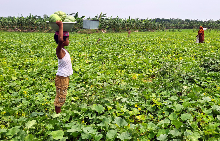 উপজেলার পোয়ালশুড়া দড়িপাড়ার কৃষক আব্দুল ওয়াহাব জানান, এ বছর দুই বিঘা জমিতে বাঙ্গি চাষ করেছেন। সমপরিমাণ জমিতে গত বছর ৮০ হাজার টাকা বিক্রি হলেও এ বছর বিক্রি করেছেন মাত্র ১৮ হাজার টাকা। বাজারে ক্রেতা না থাকায় অনেক সময় বাঙ্গির স্তূপ ফেলেই বাড়ি ফিরতে হচ্ছে।