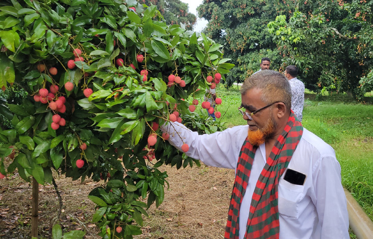 লিচু গাছের পরিচর্যায় ব্যস্ত সময় পাড় করছেন শ্রমিকরা।