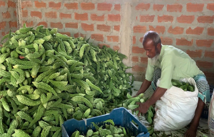 প্রতিদিন দেশের নানা প্রান্ত থেকে পাইকাররা আসছেন গ্রামে। এখানকার করলা যাচ্ছে ঢাকা, চট্টগ্রাম, কুমিল্লাসহ বড় শহরগুলোতে। একদিকে যেমন কৃষকের মুখে হাসি, অন্যদিকে কর্মসংস্থান হয়েছে অনেকের।