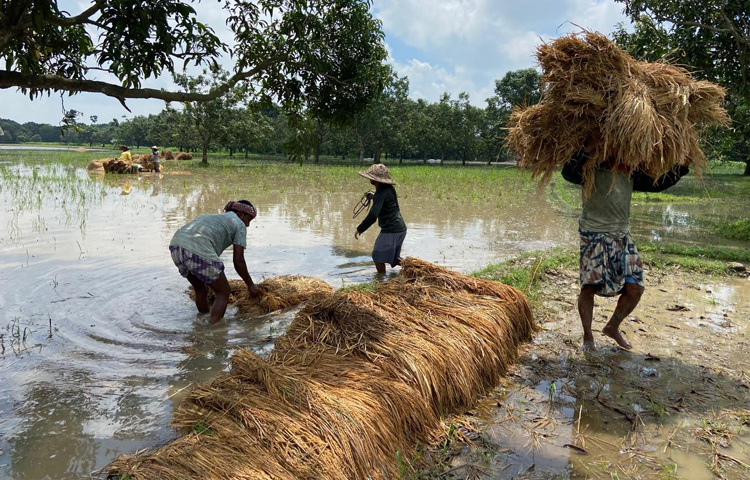 হাঁটু থেকে কোমর সমান পানিতে তলিয়ে আছে ক্ষেতের ধান।