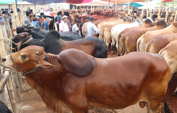 পাবনায় মণপ্রতি ২৬ থেকে ২৮ হাজার টাকায় বিক্রি হচ্ছে কোরবানির পশু। তবে হাট এখনো জমে ওঠেনি।