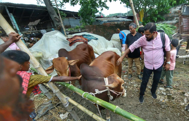 ছবিতে ধরা পড়েছে শেষ মুহূর্তের ব্যস্ততা। কেউ দর কষছেন, কেউ হাত ঘুরিয়ে গরুর দাঁত দেখছেন, আর কেউবা গরুর মালিকের সঙ্গে প্রায় আধাঘণ্টা ধরে দাম নিয়ে লম্বা আলোচনায় ব্যস্ত। যেন এক বিশেষ আয়োজন। শুধু গরু কেনা নয়, বরং একটি উৎসবের আবহ, যার প্রতিটি মুহূর্তে রয়েছে উত্তেজনা, আবেগ ও ধর্মীয় শ্রদ্ধাবোধ।