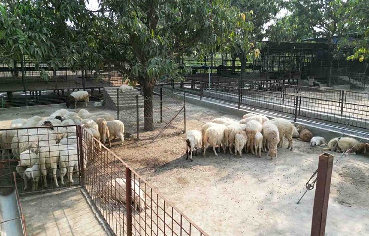 প্রয়াসের প্রাণিসম্পদ কর্মকর্তা ডা. রাজিন বিন রেজাউল জানান, খামারে পালন করা হয়েছে শতাধিক কোরবানিযোগ্য গাড়ল। প্রতিটি গাড়ল স্বাস্থ্যসম্মত উপায়ে বড় করা হয়েছে। খামারে রয়েছেন অভিজ্ঞ চিকিৎসক ও দক্ষ জনবল, যারা প্রতিদিন গাড়লগুলোর যত্ন নিচ্ছেন। অনলাইন প্ল্যাটফর্মে বিক্রির জন্য তারা ভালো সাড়া পাচ্ছেন।