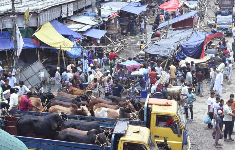 মাতুয়াইল হাটে দাঁড়িয়ে থাকা একজন গরু বিক্রেতা জানালেন, গতকাল রাতেই সব গরু বিক্রি হয়ে গেছে। ভেবেছিলাম আজও ক্রেতা আসবে, কিন্তু গরু না থাকায় মানুষ ঘুরেও চলে যাচ্ছে।