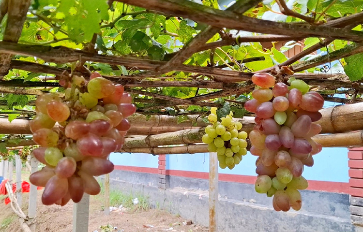 এখনো ফল হারভেস্টের বাকি কয়েক মাস। এ অবস্থায় বিষমুক্ত বিদেশি জাতের ফল উৎপাদন করতে পেরে খুশি জিল্লু।