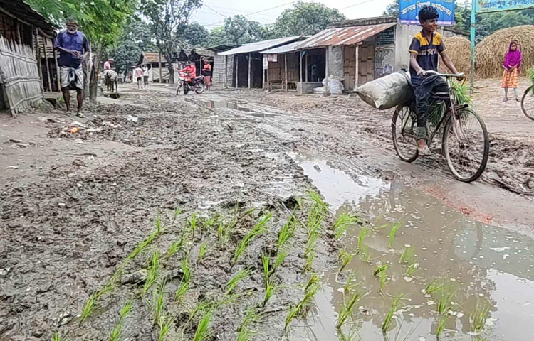 স্থানীয়দের মতে, ২০০৯ সালে কার্পেটিং করা এই সড়কটির বয়স প্রায় ১৭ বছর। কিন্তু এরপর আর কোনো সংস্কার হয়নি। ফলে জায়গায় জায়গায় তৈরি হয়েছে বড় বড় গর্ত, উঠে গেছে পিচ। কারো না দেখার ফলে রাস্তা এখন আর রাস্তাই নেই- একে বরং ধানের জমি বলাই ভালো।