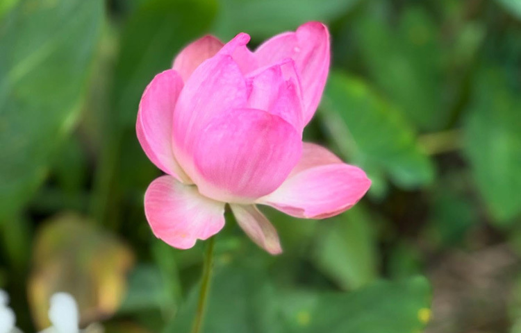 সেই সঙ্গে গোলাপি পদ্মও ফুটেছে, এনে দিয়েছে এক অন্যরকম নান্দনিকতা।