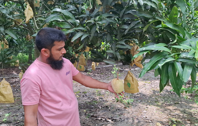 স্থানীয় ক্রেতারাও এখন বাগান থেকেই আম কিনতে পছন্দ করছেন। একজন ক্রেতা বলেন, ‘আমগুলো খেতে যেমন সুস্বাদু, দেখতে তেমনি সুন্দর। কোন কেমিক্যাল নেই, নিশ্চিন্তে খেতে পারি।’