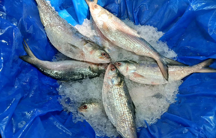 ইলিশের মৌসুম ধরা হয় জুন থেকে অক্টোবর মাস পর্যন্ত। এবার মৌসুম শুরু হলেও অধরা এই রুপালি মাছ। এদিকে দামের কারণে ক্রেতারা অসন্তুষ্ট। বিগত যে কোনো সময়ের চেয়ে এবার ইলিশের দাম বেশি। ছবি: জাগো নিউজ