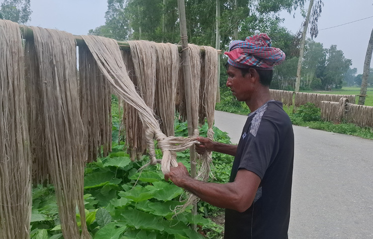 কয়েকদিন ধরে পাট কাটা, জাগ দেওয়া, পাটকাঠি থেকে পাট ছাড়ানো ও শুকানো নিয়ে ব্যস্ত সময় কাটাচ্ছেন চাষিরা।