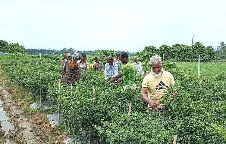 সারোয়ার সেলিম বলেন, ‘মালয়েশিয়া ৭ বছর থেকে গত বছরের অক্টোবরে দেশে চলে আসি। এসে মালচিং পদ্ধতিতে করলা ও মরিচ চাষ শুরু করি। করলার মাঠ শেষ করে এখন মরিচ নিয়ে ব্যস্ত আছি। মরিচ চাষে খরচ হয়েছে ১ লাখ ৪০ হাজার টাকা। বিক্রি করবো কমপক্ষে ৬ লাখ টাকা। এরই মধ্যে সাড়ে ৩ লাখ টাকার মরিচ বিক্রি করেছি।’
