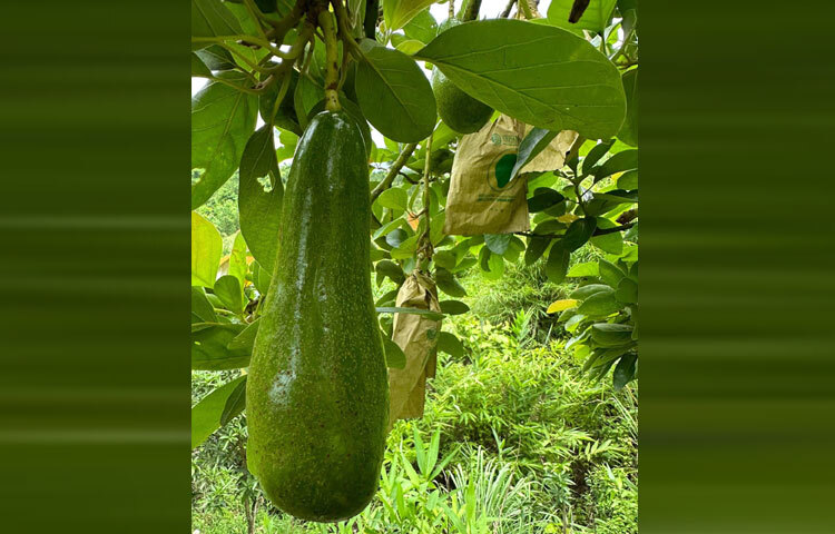 মিরসরাই তথা চট্টগ্রাম অঞ্চলে প্রথমবারের মতো অ্যাভোকাডো ফল চাষ করে শতভাগ সফলতা অর্জন করেছেন তরুণ কৃষি উদ্যোক্তা ও বৃক্ষপ্রেমী মো. ওমর শরীফ। বিদেশি ফলটির পরীক্ষামূলক চাষে তিনি বড় সাফল্য দেখিয়েছেন। এটি দেশের কৃষিক্ষেত্রে একটি নতুন সম্ভাবনার দুয়ার খুলে দিয়েছে।