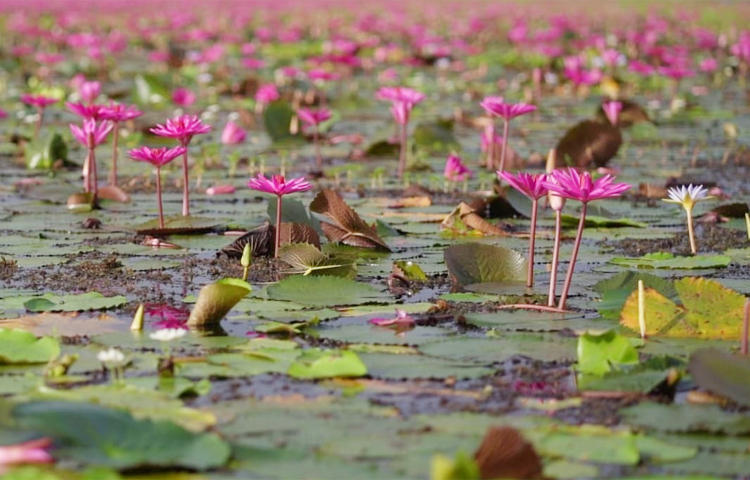 এ সৌন্দর্য বেশিদিন থাকে না। শুষ্ক মৌসুমে যখন পানি নেমে যায়; তখন কৃষকেরা ফের চাষাবাদে ব্যস্ত হয়ে পড়েন। তাই প্রকৃতির এ রূপ দেখতে চাইলে এখনই উপযুক্ত সময়।