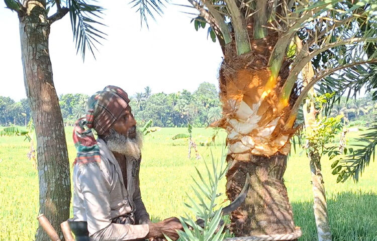 গ্রামে গ্রামে চলছে খেজুর গাছ প্রস্তুত করার কাজ। রাস্তার ধারে কিংবা জমির আইলে থাকা খেজুর গাছের মাথা পরিষ্কার করার কাজে ব্যস্ত সময় পার করছেন গাছিরা।