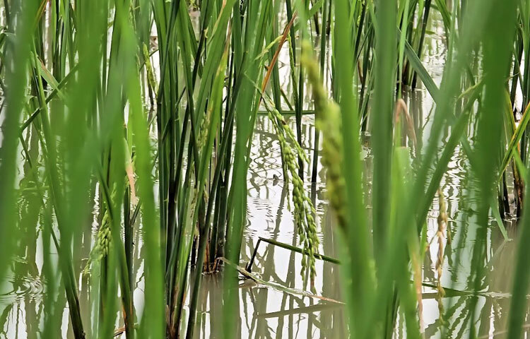 পাথরঘাটা উপজেলার উপ-সহকারী কৃষি কর্মকর্তা মো. হিমেল আল ইসলাম বলেন, কৃষকের অভিযোগের ভিত্তিতে আমরা মাঠ পর্যায়ে তদন্ত করে অভিযোগের সত্যতা পেয়েছি। পরে ডিলারকে তিন দিনের মধ্যে ক্ষতিপূরণ দেওয়ার নির্দেশনা দিই।