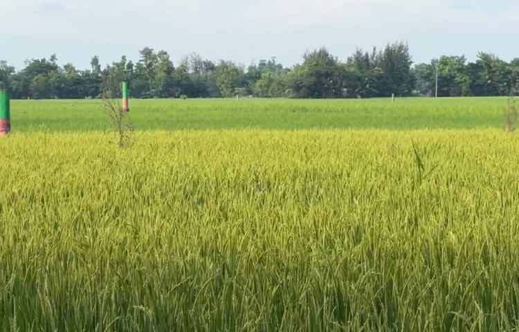 মাঠ পর্যায়ের কৃষকদের সঙ্গে কথা বলে জানা গেছে, সময়মতো বৃষ্টিপাত এবং আবহাওয়া অনুকূলে থাকায় এবছর রোপা আমনের ফলন ভালো হয়েছে। এছাড়া কৃষি সম্প্রসারণ বিভাগের জেলা থেকে মাঠ পর্যায়ের উপ-সহকারী কৃষি কর্মকর্তাগণও কৃষকদের আমন আবাদে উৎসাহ যুগিয়েছেন এবং বিভিন্নভাবে কারিগরি সহযোগিতা দিয়েছেন।