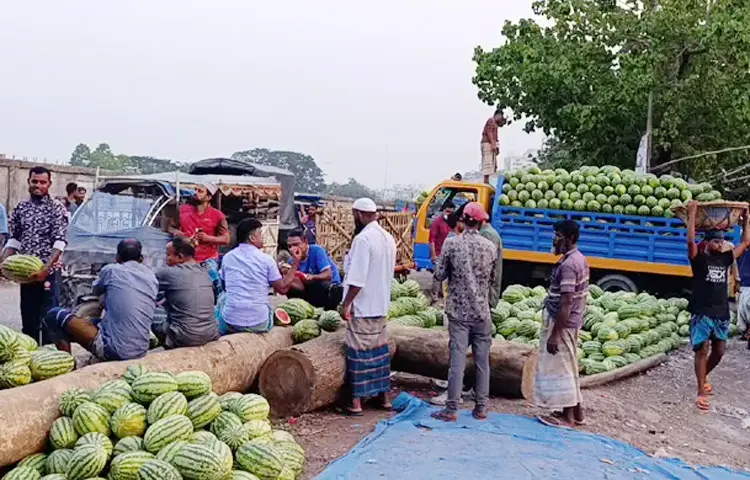 নারায়ণগঞ্জের ফলের আড়তগুলোতে তরমুজের সরবরাহ অনেক বেশি। এদিকে গরমের তীব্রতা কম থাকা এবং পর্যাপ্ত ক্রেতা না থাকায়  অনেক কম দামে বিক্রি করতে হচ্ছে তরমুজ। অনেক ক্ষেত্রে আবার তরমুজ নষ্ট হয়ে যাচ্ছে। এতে লোকসানের আশঙ্কা তৈরি হচ্ছে ব্যবসায়ীদের মধ্যে। ছবি: জাগো নিউজ
