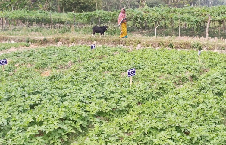 বাংলাদেশ কৃষি গবেষণা ইনস্টিটিউটের সহযোগিতায় কৃষকরা নতুন প্রযুক্তির সঙ্গে পরিচিত হয়ে ভালো ফলন পেয়েছেন। ছবি: আব্দুস সালাম আরিফ