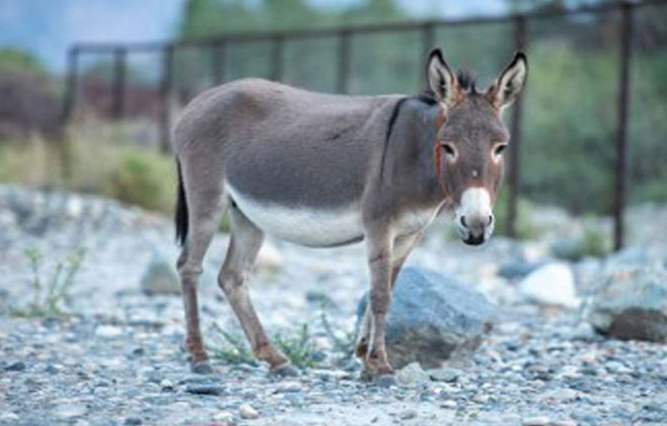 বিজ্ঞানী এবং মরুভূমির প্রাণী বিশেষজ্ঞ আর্ক রাজিকের প্রচেষ্টায় ২০১৮ সালে প্রথম বিশ্ব গাধা দিবস উদ্‌যাপন করা হয়। তখন থেকে প্রতিবছর ৮ মে গাধা দিবস উদ্‌যাপিত হচ্ছে। ছবি: সংগৃহীত