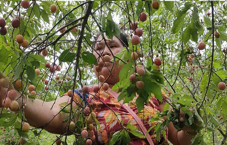 প্রথমবারের মতো আলুবোখারা চাষে সফল হয়েছেন খাগড়াছড়ির কৃষক ম্রাসাথোয়াই মারমা। ম্রাসাথোয়াই মারমা ছাড়াও অনেকেই আলুবোখারা চাষে ঝুঁকছেন। ছবি: মুজিবুর রহমান ভুইয়া