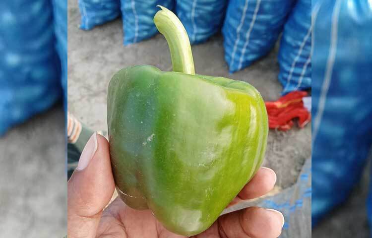 এই খাদ্যে আঁশ বা ফাইবার বেশি থাকায় হজমে সহায়ক এটি। বিভিন্ন রকমের অ্যান্টি অক্সিডেন্টের খনি বলা যায় ক্যাপসিকামকে।