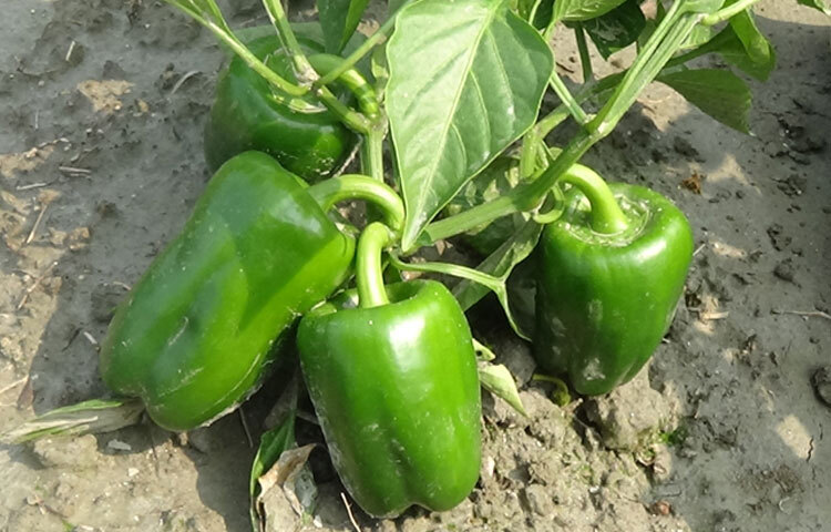 ক্যাপসিকামে রয়েছে প্রচুর ভিটামিন এ ও সি। এক কাপ ক্যাপসিকাম খেলে দিনের প্রয়োজনের ২৬ শতাংশ ভিটামিন এ পাওয়া যায়। আর এতে ভিটামিন সি মেলে দৈনিক চাহিদার ২১২ শতাংশ।