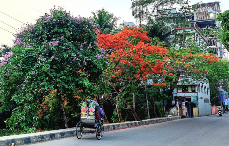 বরিশালের নগরীর বিভিন্ন এলাকায় কৃষ্ণচূড়া, জারুল ও সোনালু ফুলে ছেয়ে গেছে পুরো পথঘাট।