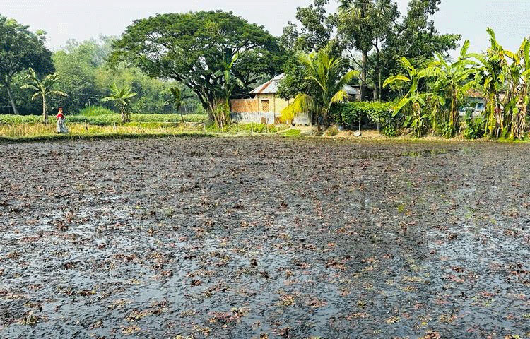জেলা কৃষি সম্প্রসারণ অধিদপ্তরের উপ-পরিচালক রাহেলা পারভিন বলেন, জেলায় এবার প্রায় ১০ বিঘা জমিতে পানিফলের চাষ হয়েছে। যা গত বছরের চেয়ে দ্বিগুণ। পুষ্টিগুণে ভরপুর এ ফলের ব্যাপক চাহিদা রয়েছে বাজারে। তাই পতিত জমি ফেলে না রেখে পানিফল চাষের পরামর্শ দেওয়া হচ্ছে। ছবি: জাগো নিউজ