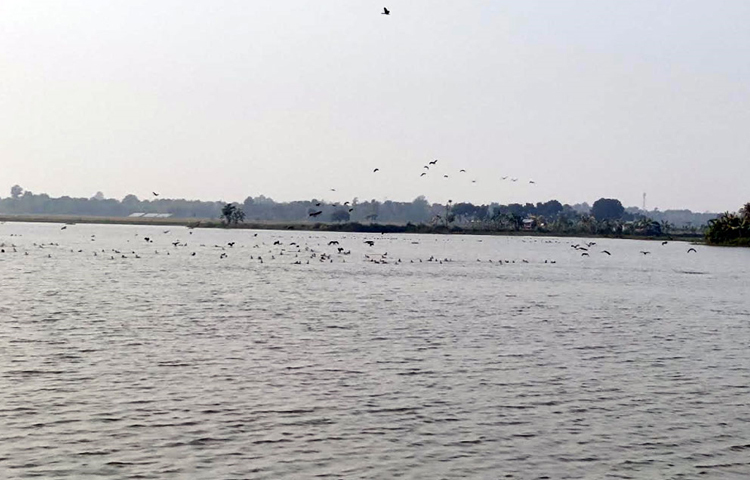 বর্তমানে পাখিগুলো সন্ধ্যা হলেই পদ্মপতার আড়ালে ও আশপাশের বড় গাছের ডালে আশ্রয় নিচ্ছে আর সকাল হলেই ফিরে আসছে বিলে। ছবি: মামুনূর রহমান হৃদয়