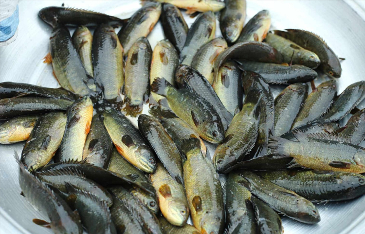 মেরাদিয়া বাজারে দেশি কৈ মাছ আকার ভেদে ৬০০-১০০০ হাজার টাকায় বিক্রি হচ্ছে। ছবি: মাহবুব আলম