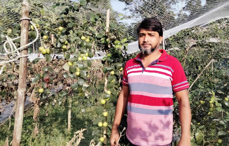 সরেজমিনে দেখা গেছে, ৫০ শতক জায়গায় গড়ে তোলা বরই বাগান পুরোটা নেট দিয়ে ঘেরা। ভেতরে প্রবেশ করে গাছে ঝুলতে দেখা যাচ্ছে সবুজ-হলুদ ও লালচে বলসুন্দরী কুল। ছবি: এম মাঈন উদ্দিন