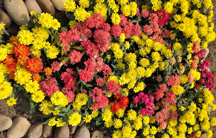 বাগানের চারপাশ সাজানো হয়েছে গাঁদাসহ বিভিন্ন ফুল দিয়ে। ছবি: এম মাঈন উদ্দিন