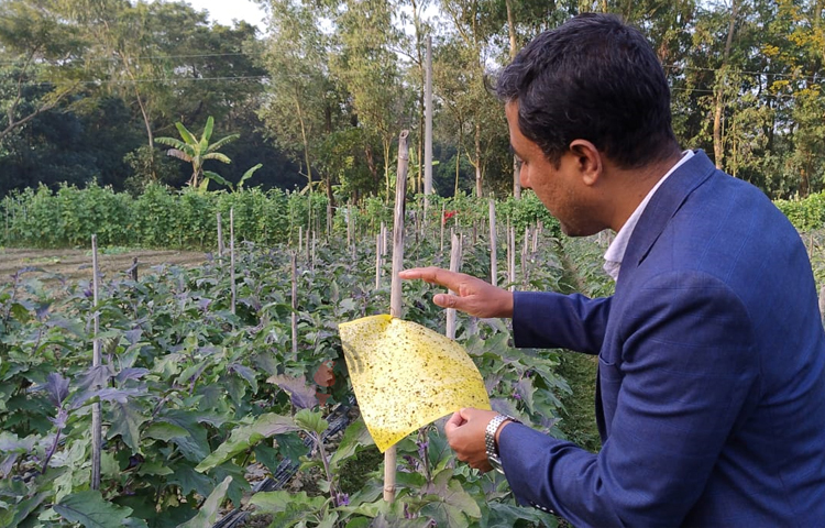 খৈয়াছড়া ইউনিয়নে দায়িত্বে থাকা উপ-সহকারী কৃষি কর্মকর্তা মোহাম্মদ শাহজাহান বলেন, তাল বেগুনসহ বিভিন্ন উচ্চ ফলনশীল জাতের বেগুন চাষ বাড়ছে মিরসরাইয়ে। এতে কৃষকরা বেশ লাভবান হচ্ছেন। কৃষকের সমস্যা সমাধানে কাজ করে যাচ্ছি। ছবি: এম মাঈন উদ্দিন