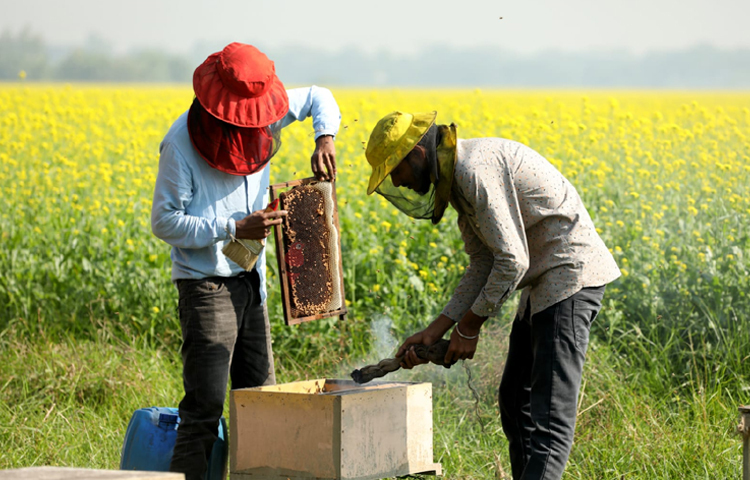 এলাকা ঘুরে দেখা গেছে মৌ-চাষিরা সরিষা ক্ষেতের পাশে রাখা খাঁচা থেকে মধু সংগ্রহ করছেন। ছবি: মাহবুব আলম