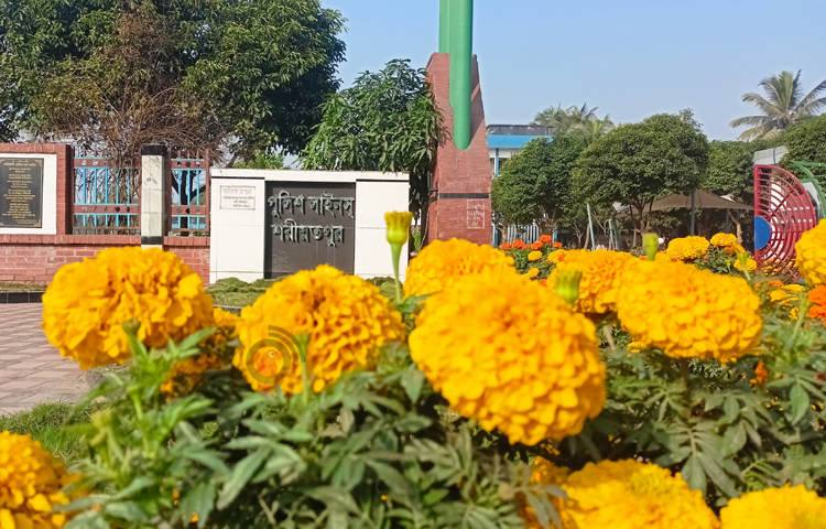 অন্যান্য বছরের তুলনায় এবারের গাছগুলোতে গাঁদা ফুলের আকার বড় ও বেশি ফুল ধরায় সৌন্দর্য হয়ে উঠেছে কয়েকগুণ। ছবি: বিধান মজুমদার অনি