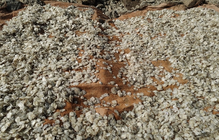 অনেকক্ষেত্রে মাছের চেয়েও যেন আঁশের দাম বেশি। প্রতি কেজি মাছের আঁশ রপ্তানিকারক বিভিন্ন কোম্পানির কাছে বিক্রি হয় ৭০-৮০ টাকায়। মাছ কাটার পর ফেলে দেওয়া এসব আঁশ বিক্রি করে এখন স্বাবলম্বী অসংখ্য পরিবার। ছবি: জিহাদুল ইসলাম