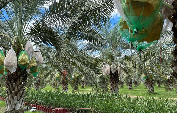 ব্যাংকক থেকে ওই বাগানে যাওয়ার পথে ১০০ কিলোমিটার পর ৭০ কিলোমিটার এলাকাজুড়ে শুধু গ্রাম আর গ্রাম। এ যেন সবুজের সমারোহ। এই গ্রামীণ এলাকার মাঝে বয়ে গেছে বড় বড় রাস্তা। বাংলাদেশের ঢাকা-চট্টগ্রাম মহাসড়কের চেয়ে বড় এই সড়ক। ছবি: এম মাঈন উদ্দিন