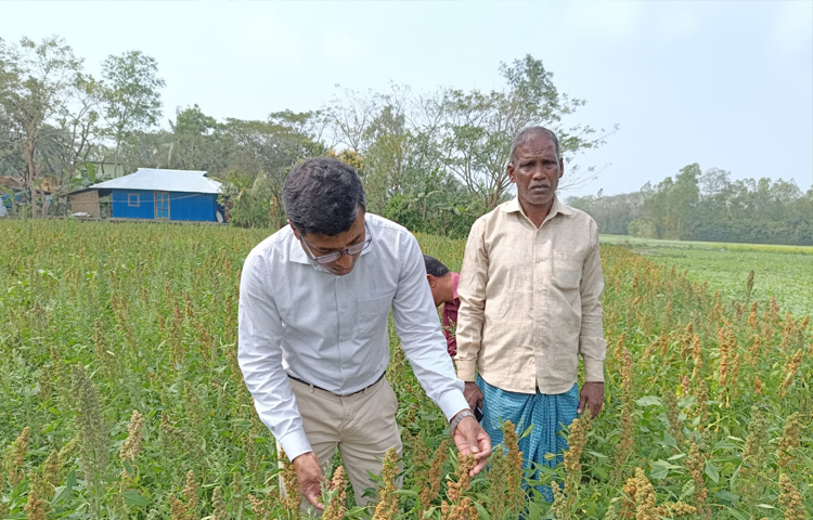 বাংলাদেশে কিনোয়া চাষের অনুকূল পরিবেশ আছে। আমদানি করা কিনোয়ার প্রতি কেজির দাম ১ হাজার ৬০০ টাকা। দেশে ক্রমেই কিনোয়ার ক্রেতা বাড়ছে। ছবি: এম মাঈন উদ্দিন
