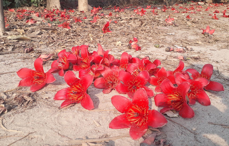 পাখিরা উড়ে এসে বসছে লাল শিমুলের ডগায়। ঝড়ে পড়া শিমুলের লাল গালিচায় রূপ নিয়েছে পুরো সড়ক। যেন কেউ রঙিন চাদর বিছিয়ে দিয়েছে শিমুলতলায়। ছবি: এমদাদুল হক মিলন